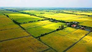 Quy định mức nộp tiền để Nhà nước bổ sung diện tích đất chuyên trồng lúa bị mất