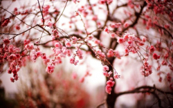 Lúng liếng ơi