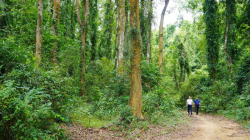 Xanh rừng Long Đại