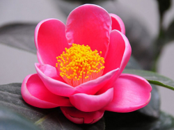 Tiếng gọi nàng xuân