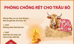 Chủ động phòng, chống rét cho trâu, bò, giảm thiểu thiệt hại