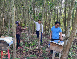 Quảng Ninh: Hơn 1.200ha rừng được cấp chứng chỉ FSC