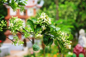 Tháng giêng quê…