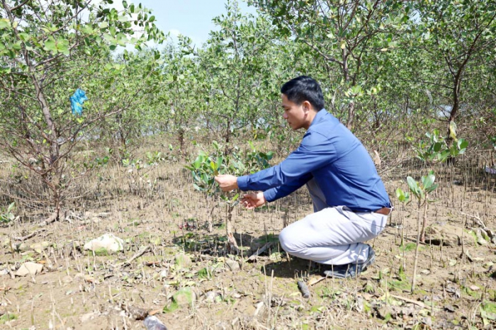 Bảo vệ và phát triển rừng ngập mặn dọc sông Gianh