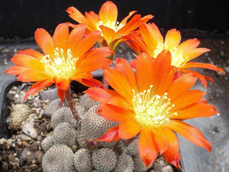 Hoa xương rồng