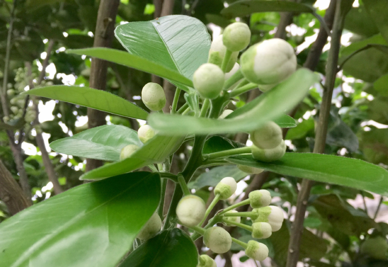 Mùa hoa bưởi