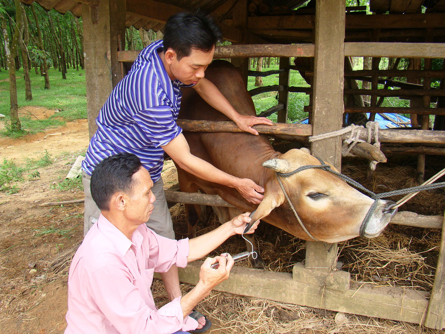 Toàn tỉnh có 38 cơ sở, vùng an toàn dịch bệnh động vật
