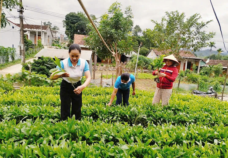Minh Hóa: Phấn đấu trồng 900ha rừng tập trung