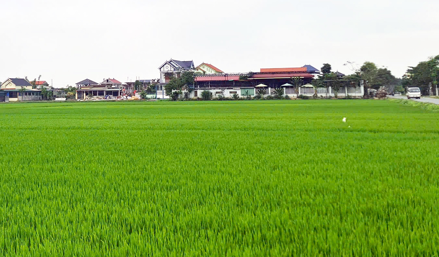 Quảng Ninh: Chú trọng liên kết sản xuất lúa theo tiêu chuẩn VietGAP gắn với tiêu thụ sản phẩm