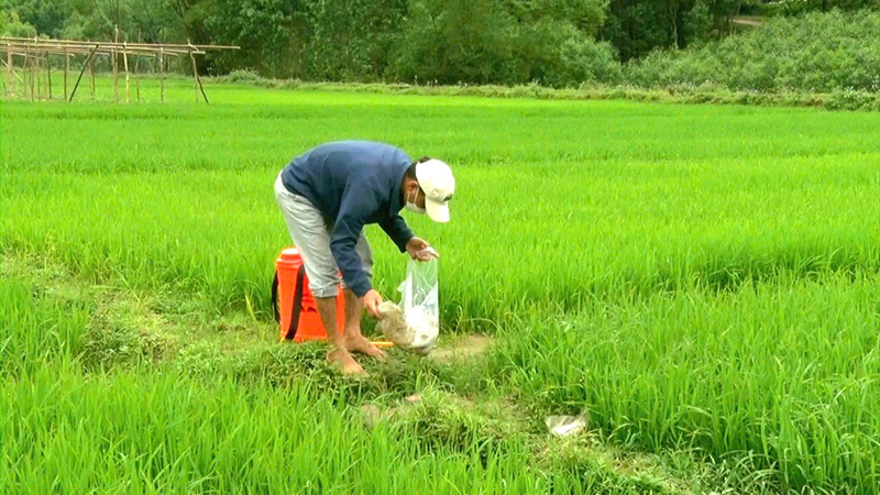 Để những cánh đồng không vỏ thuốc bảo vệ thực vật
