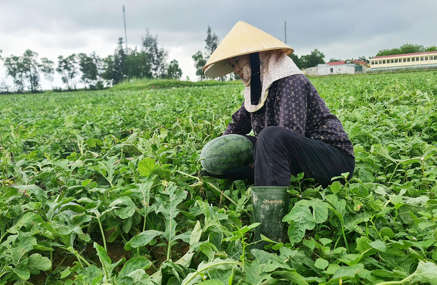 Quảng Ninh: Chú trọng chuyển đổi cơ cấu cây trồng