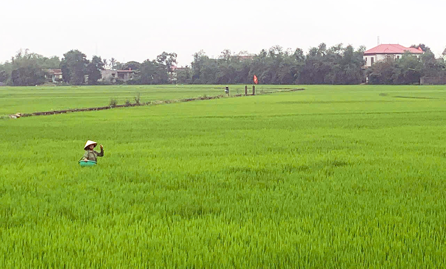Quảng Ninh: Nhiều diện tích lúa bị sâu bệnh và chuột gây hại