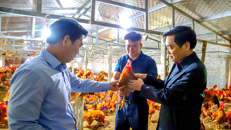 Thử nghiệm nuôi gà ri lai và gà mía theo tiêu chuẩn VietGAHP