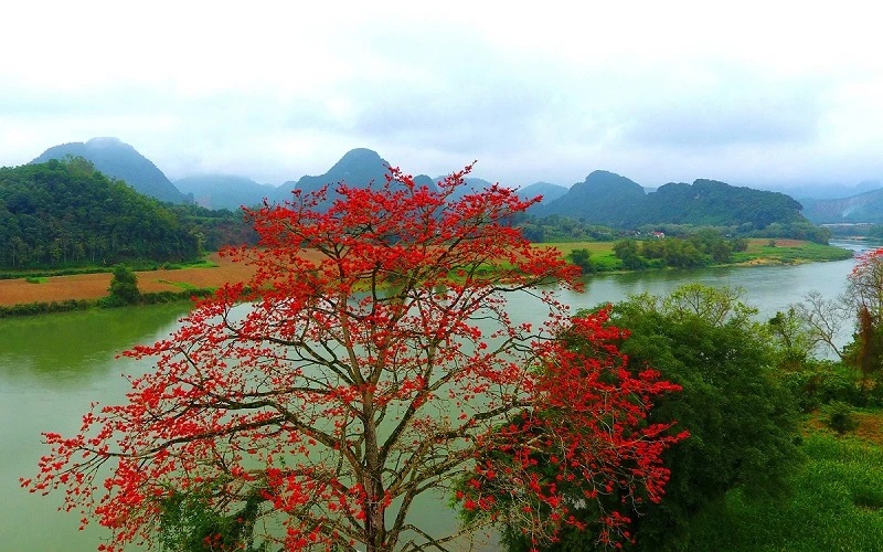 Bến sông hoa gạo