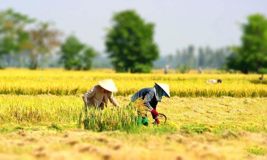 Nỗi nhớ mùa màng...