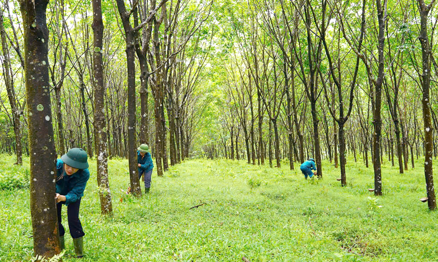 Giữ mãi màu xanh của rừng