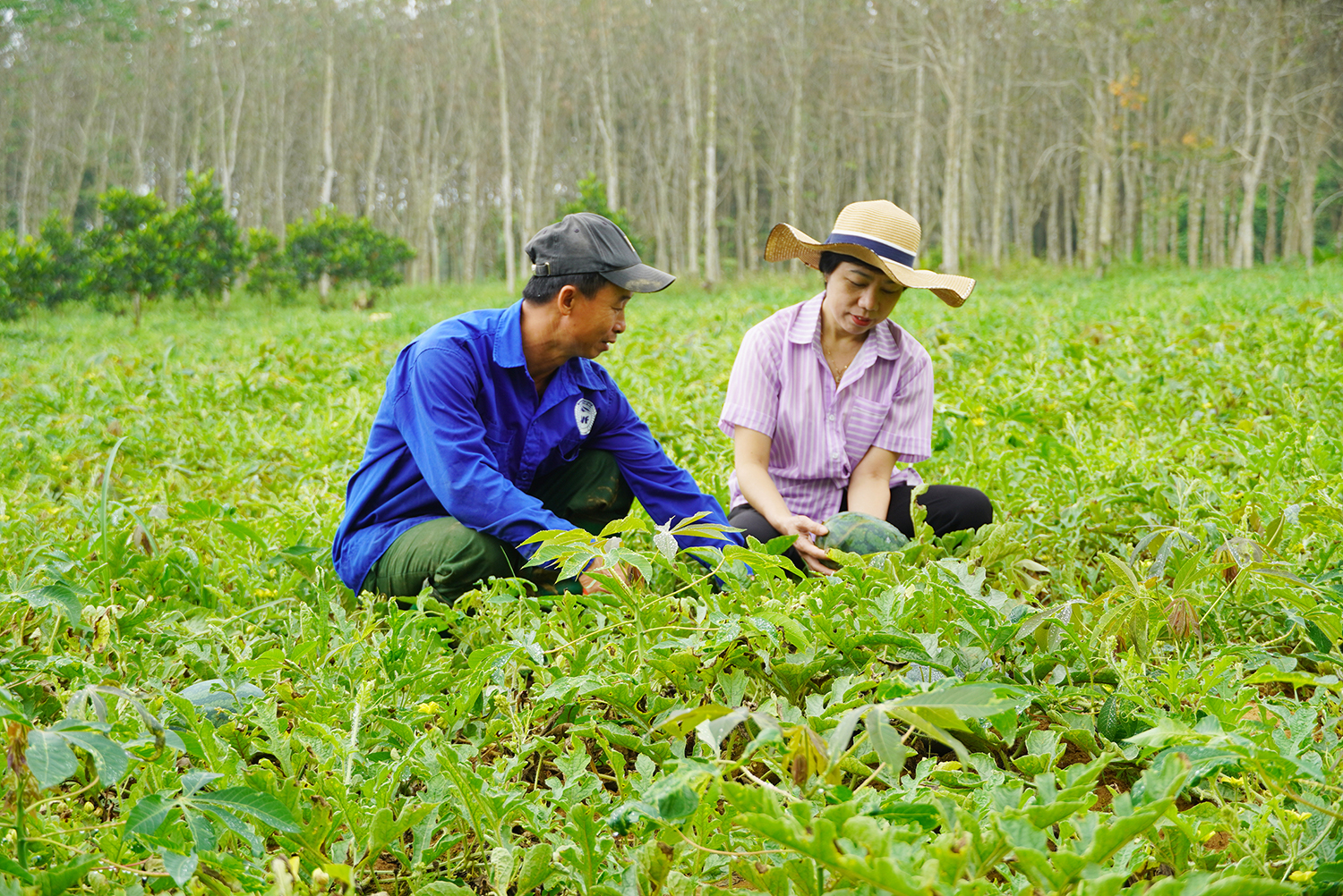 Bố Trạch: Dưa hấu mất mùa, rớt giá