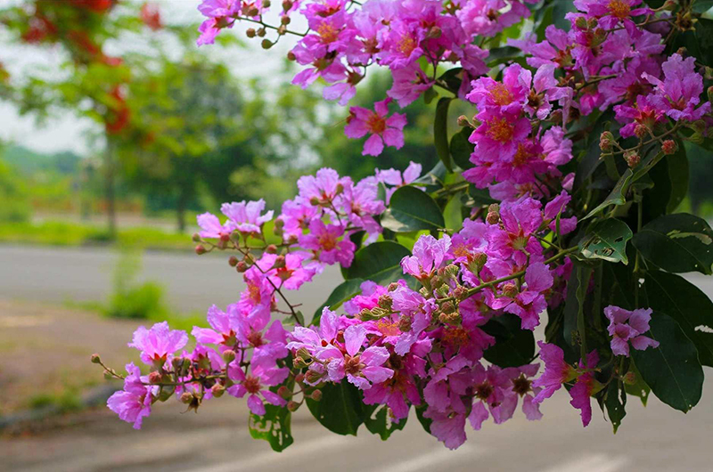 Mùa hoa bằng lăng