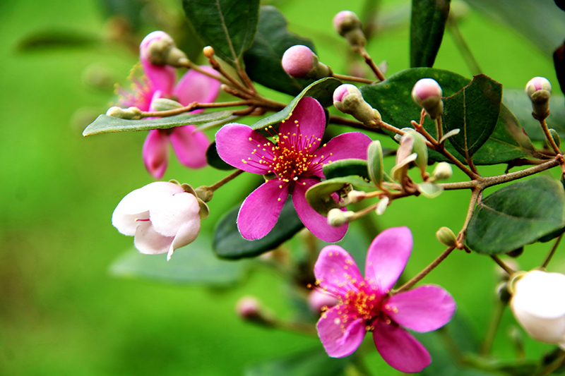 Vùng trời hoa sim