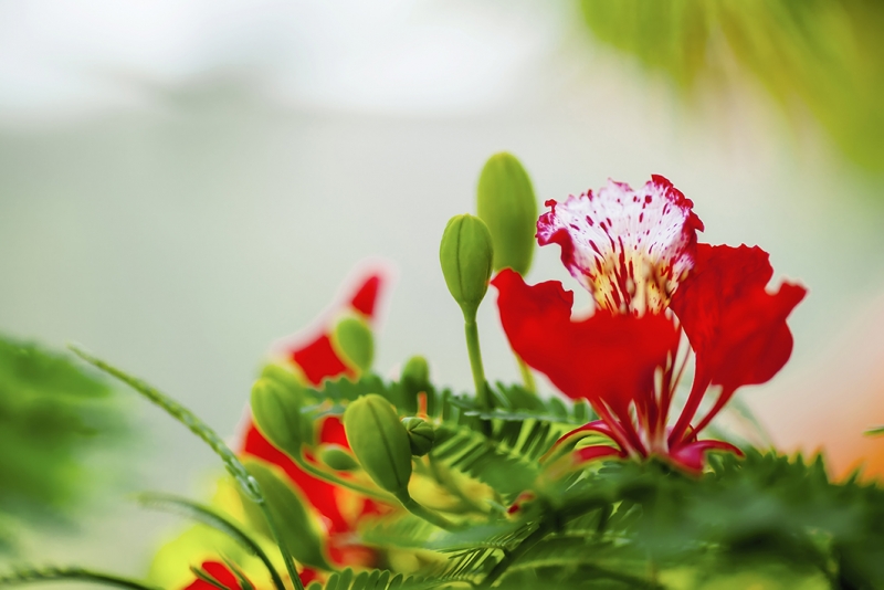 Ước vọng tháng năm