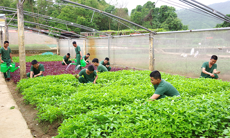 Đẩy mạnh tăng gia sản xuất-chăn nuôi quanh bếp, quanh vườn
