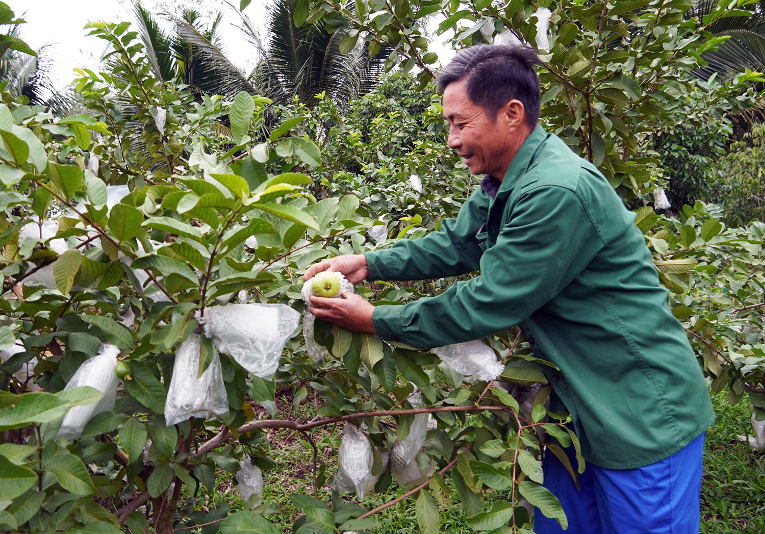 Đẩy mạnh phong trào nông dân sản xuất, kinh doanh giỏi