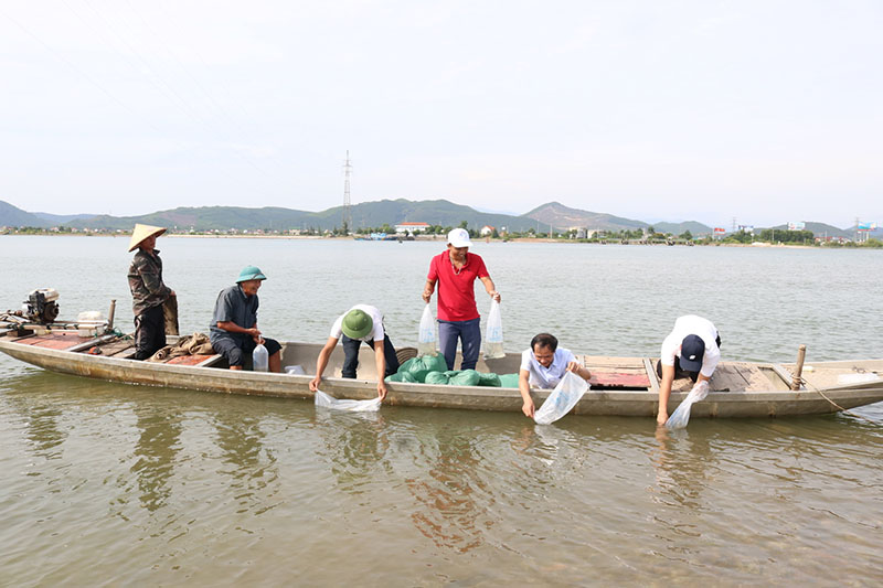 Thả 400.000 tôm sú giống trên sông Gianh