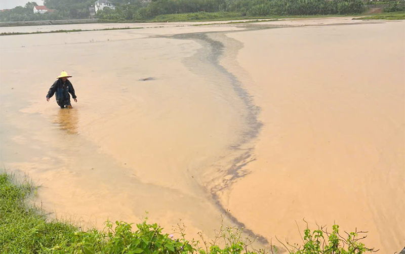 Bố Trạch: Gần 1.500ha lúa hè-thu bị ngập sâu trong nước