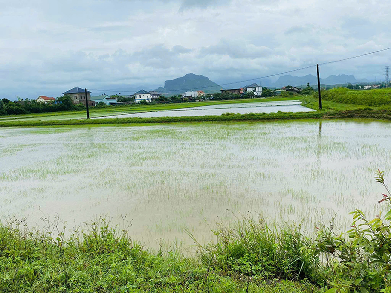 Quảng Ninh: Trên 1.250ha lúa hè-thu bị ngập sâu