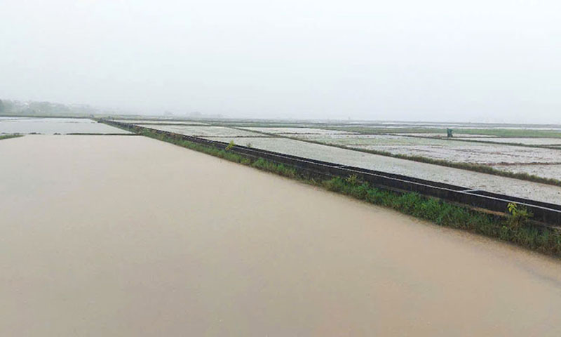 Gần 18.800ha lúa, hoa màu bị ngập sâu trong nước